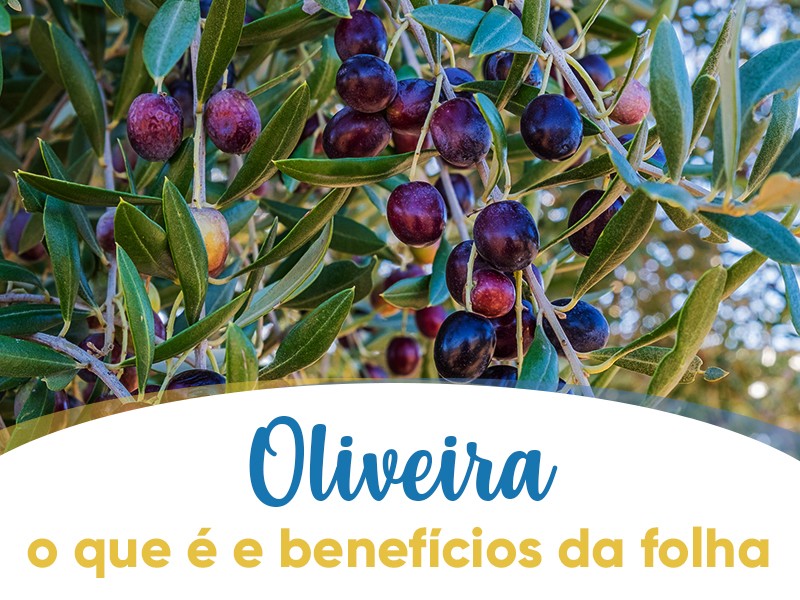 Oliveira: o que  e benefcios da folha